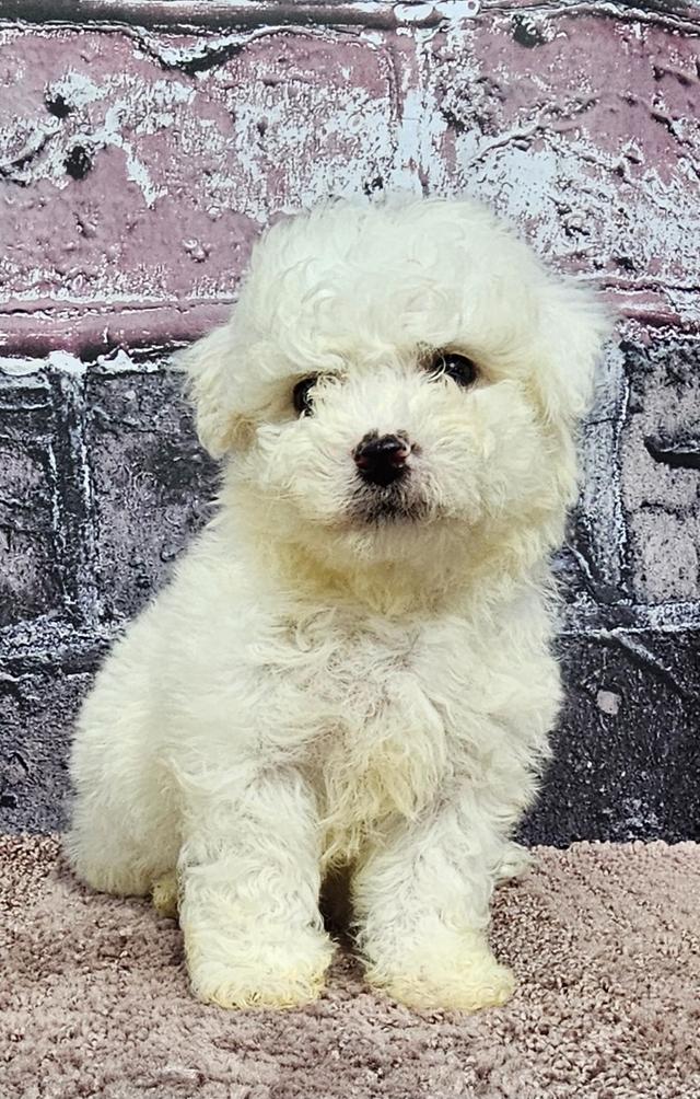 Gracie - Bichon Frise