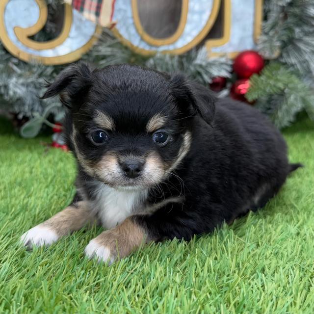 Duke - Chihuahua