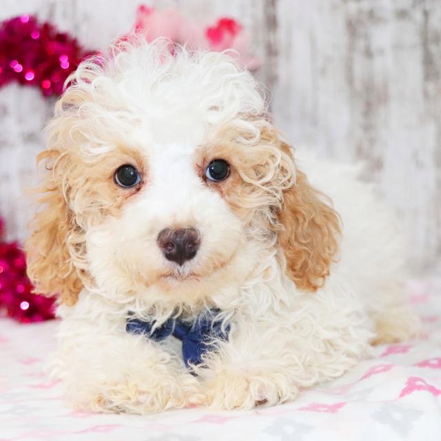 Gregory - Maltipoo