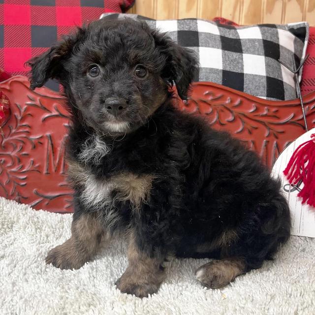 Charlie - Aussiedoodle