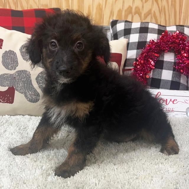 Charlie - Aussiedoodle