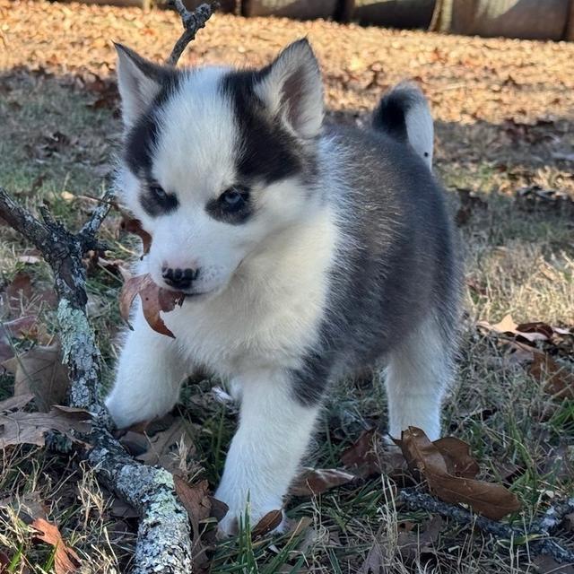 Panda - Siberian Husky