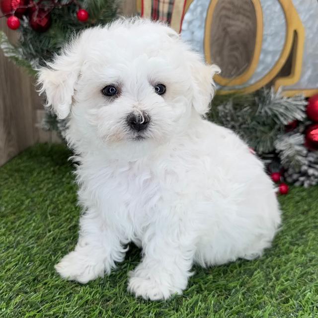 Dasher - Bichon Frise