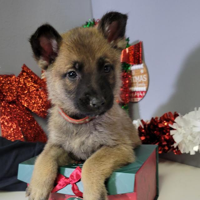 Emerald - German Shepherd Dog