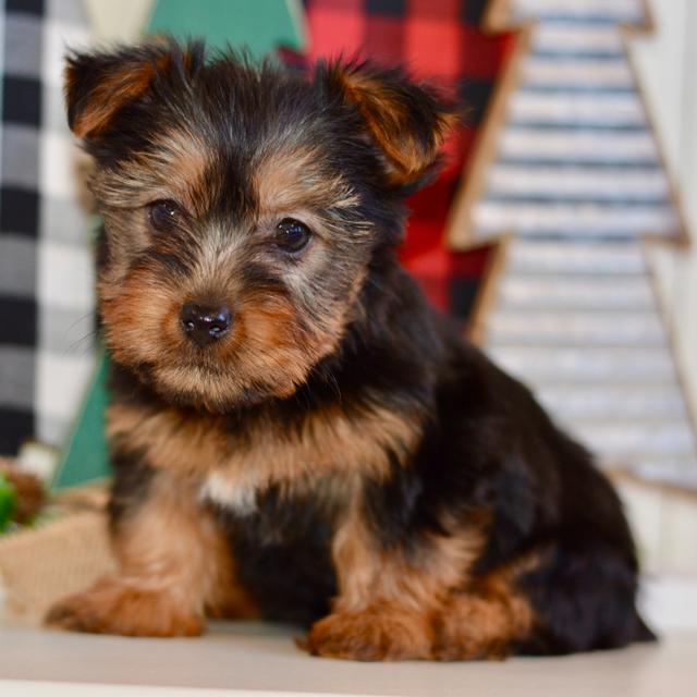 Myla - Silky Terrier