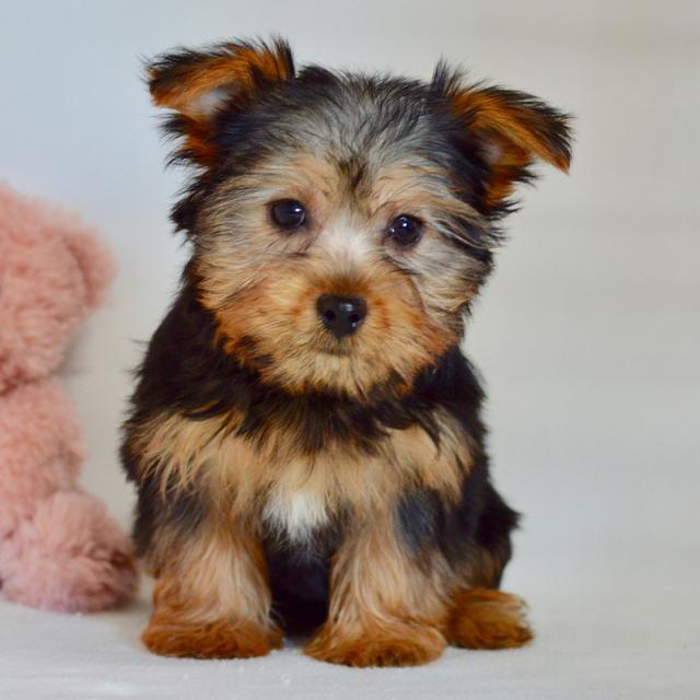 Myla - Silky Terrier