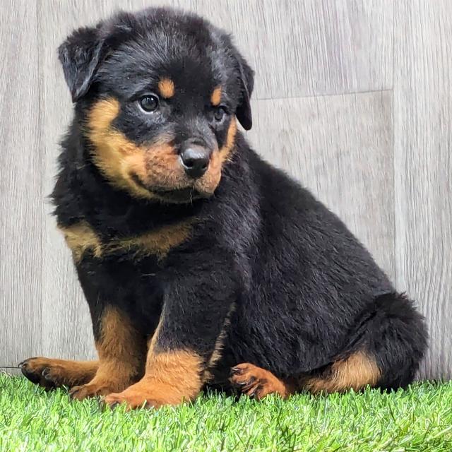 Griffin - Rottweiler