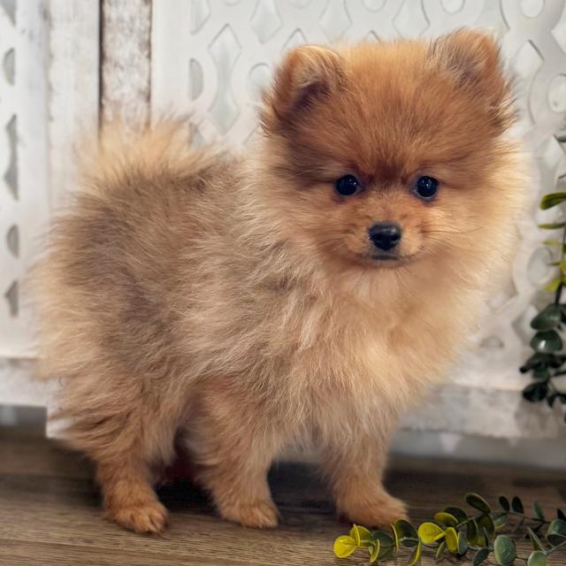 Mitzi - Pomeranian