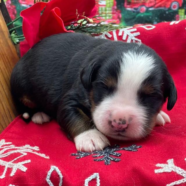 Badger - Bernese Mountain Dog