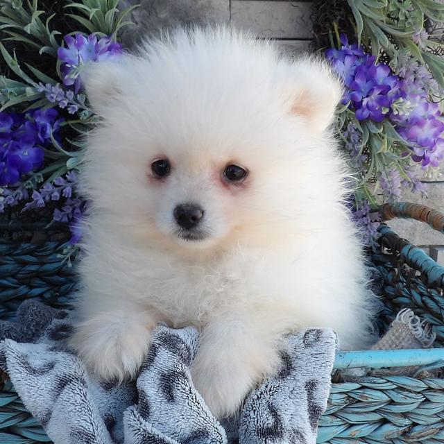 Luke - Pomeranian