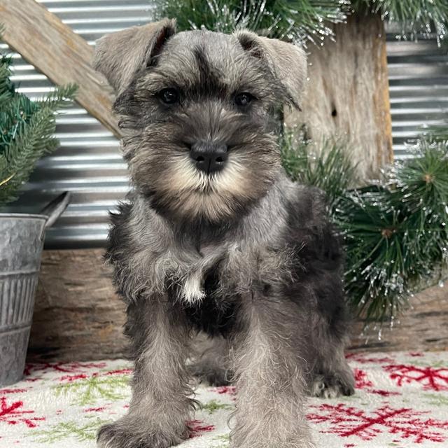 Angel - Miniature Schnauzer