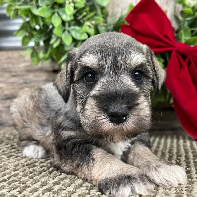 Nova - Miniature Schnauzer