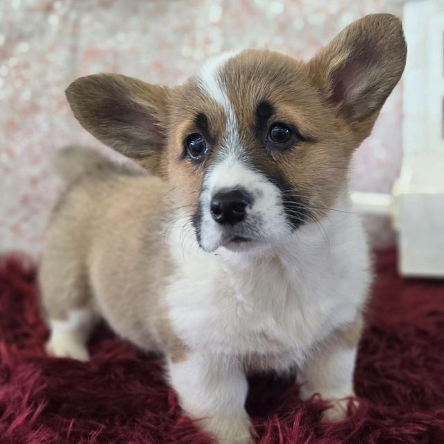 Estelle - Pembroke Welsh Corgi