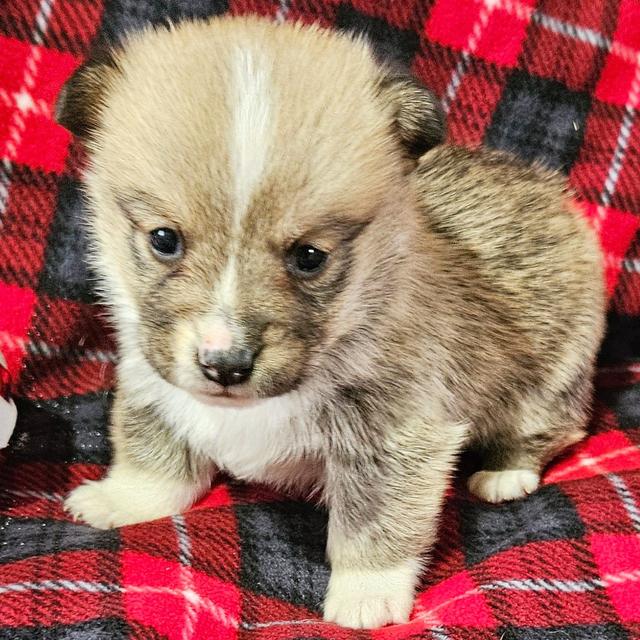 Yeti - Pembroke Welsh Corgi