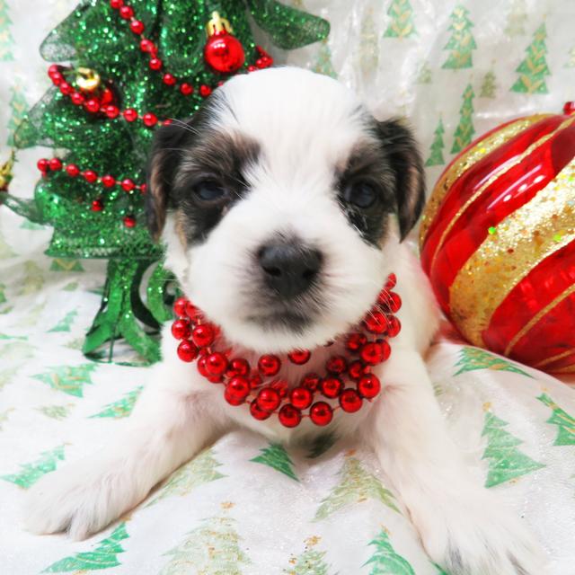 Mary - Coton de Tulear