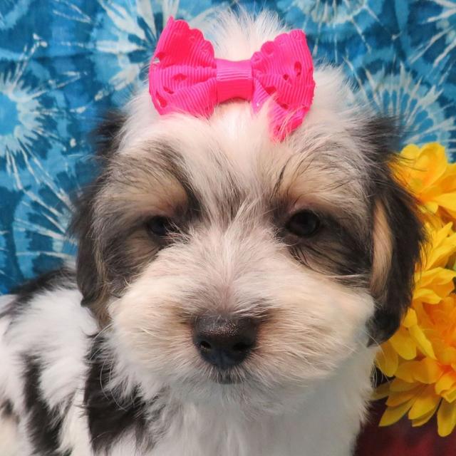 Mary - Coton de Tulear