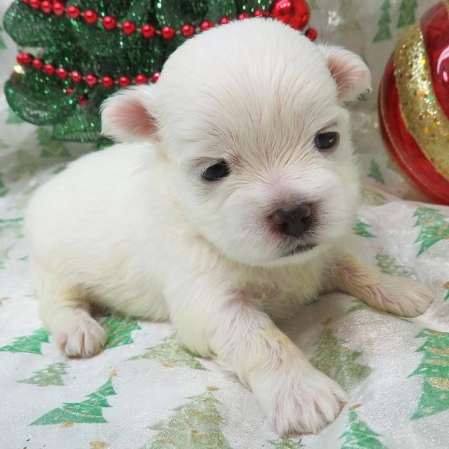 Oscar - Maltese