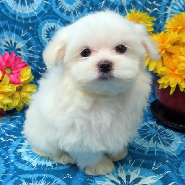 Oscar - Maltese