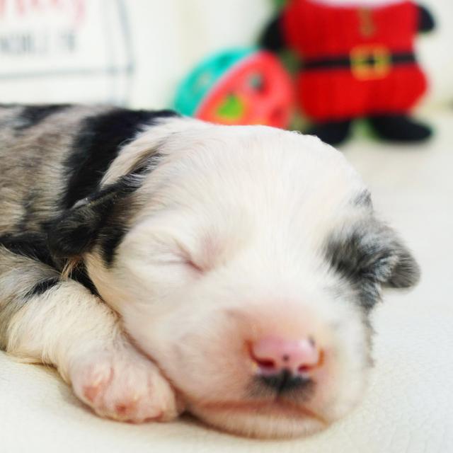 Baxter - Sheepadoodle