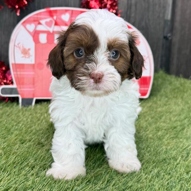 Baby - Shih-Poo