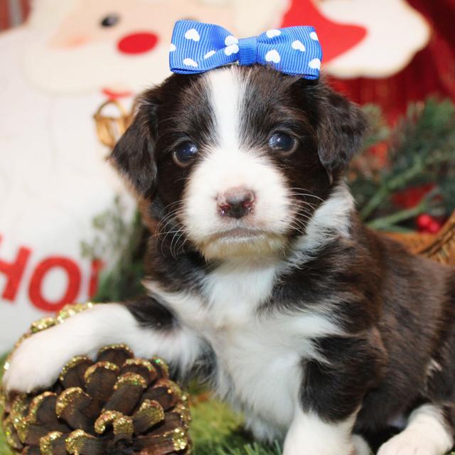 Eden - Aussiedoodle