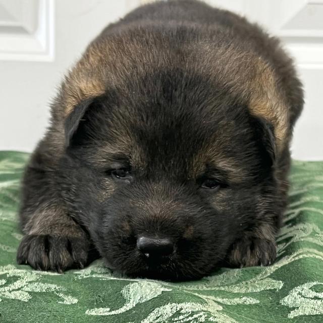 Tron - German Shepherd Dog