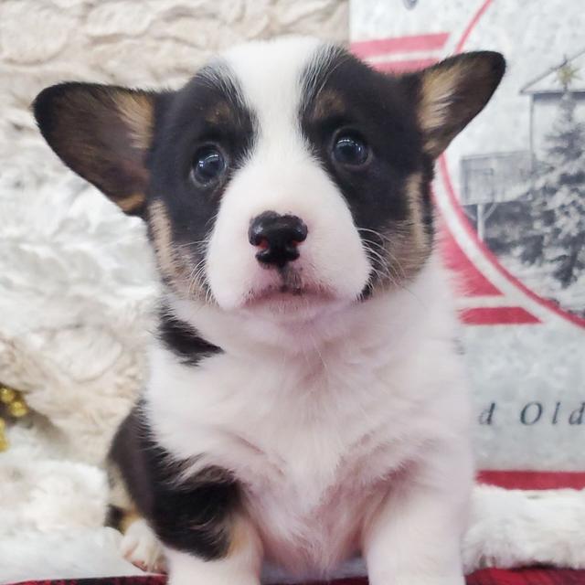 Trinity - Pembroke Welsh Corgi