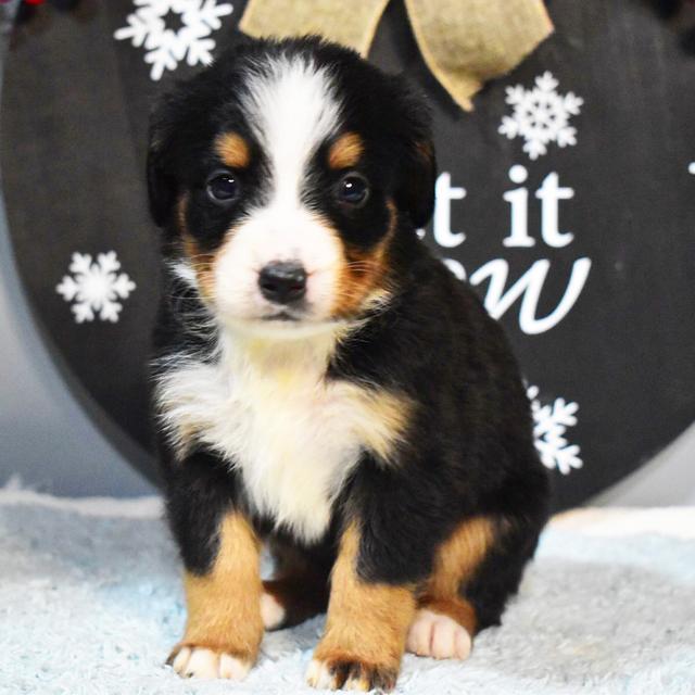 Ginger - Bernese Mountain Dog