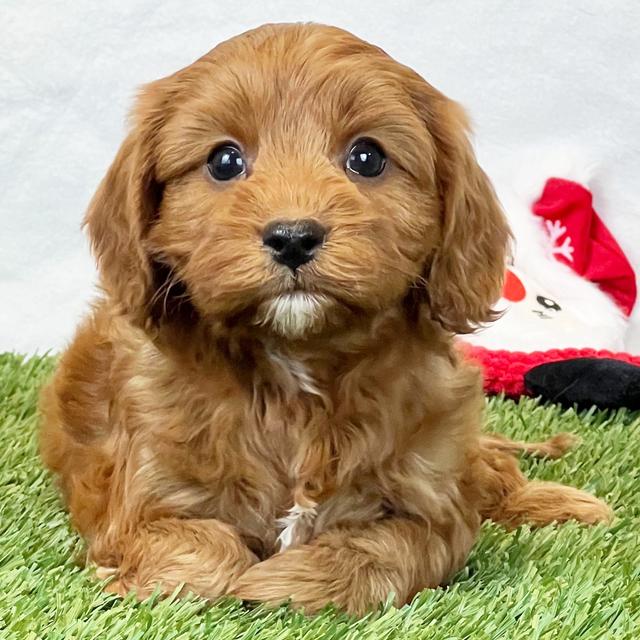 Parker - Cavapoo