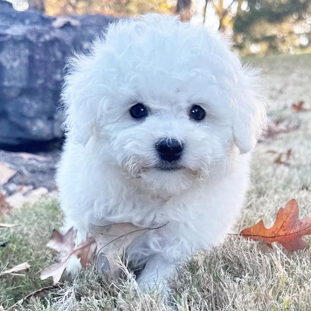 Milo - Bichon Frise