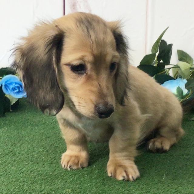 Fallon - Dachshund