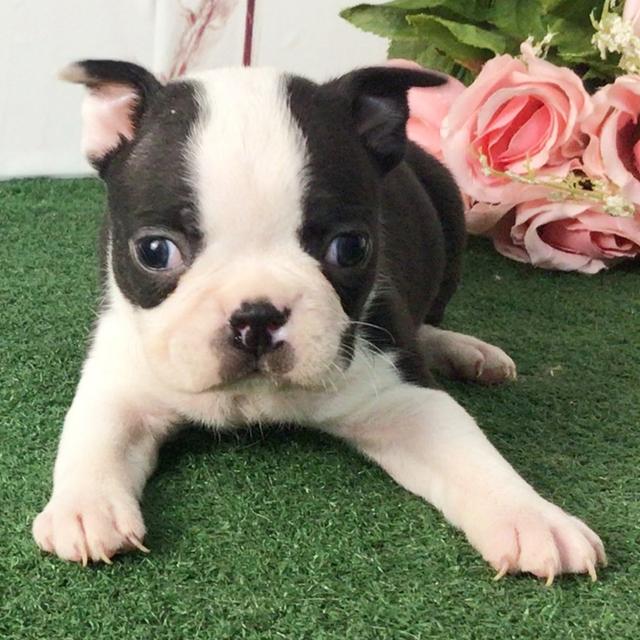 Tayce - Boston Terrier