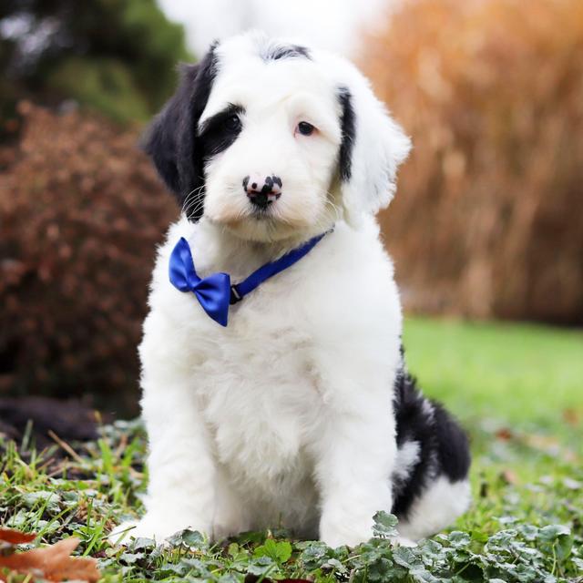 Danny - Sheepadoodle