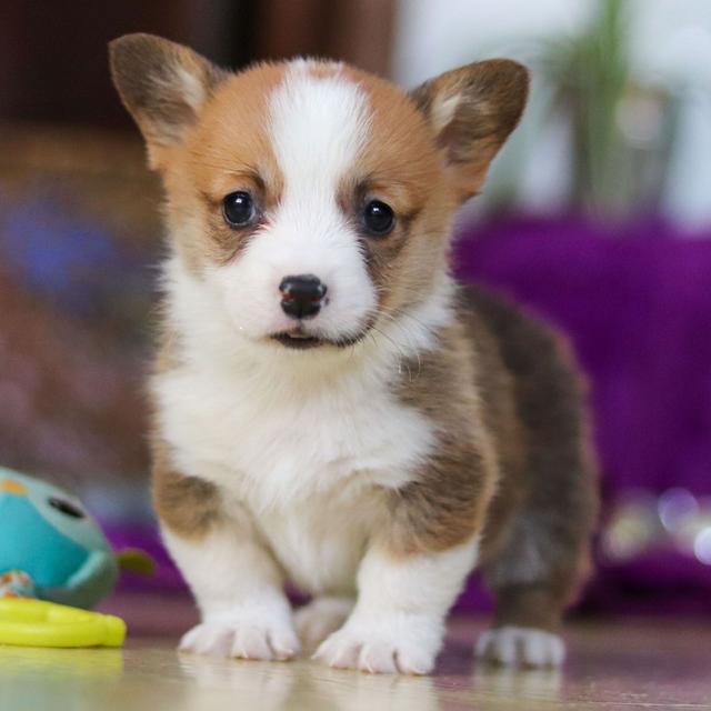 Benny - Pembroke Welsh Corgi