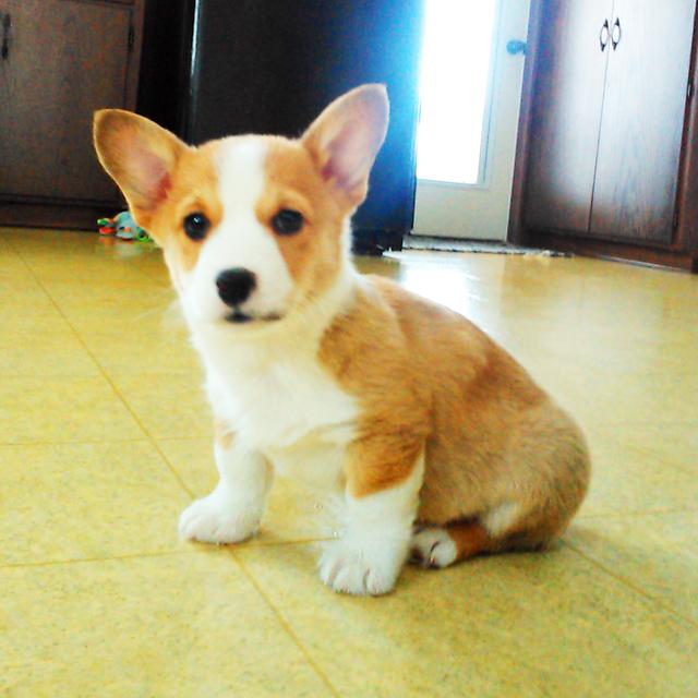 Benny - Pembroke Welsh Corgi