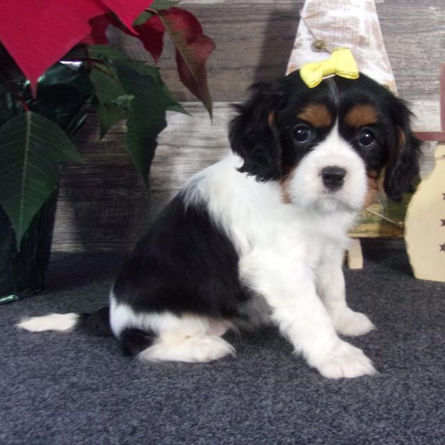 Cassie - Cavalier King Charles Spaniel