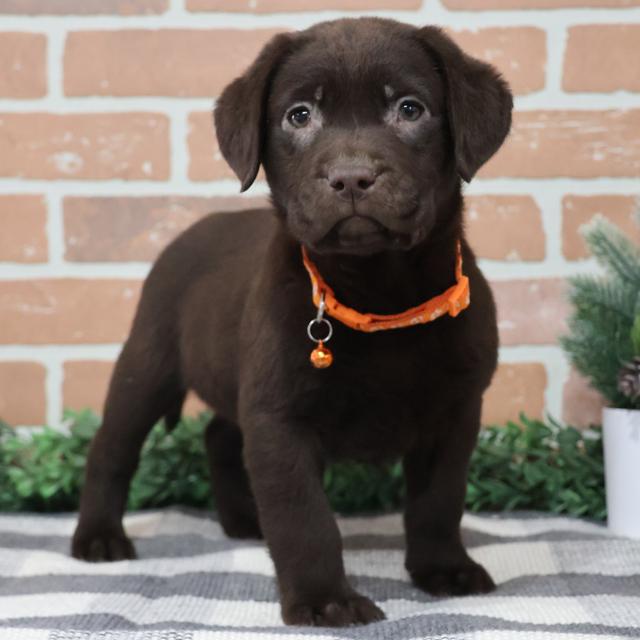 Hank - Labrador Retriever