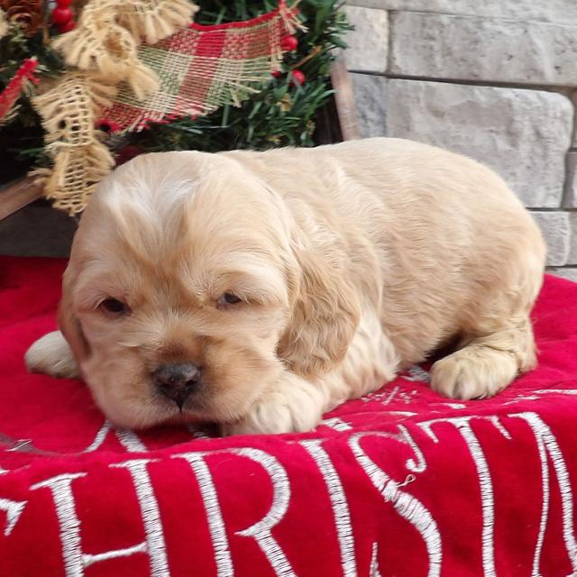 Brady - Cocker Spaniel