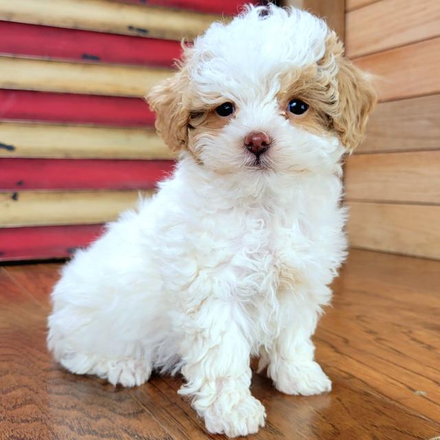 Minnie - Maltipoo