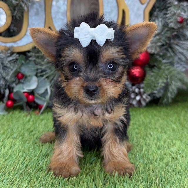 Belle - Yorkshire Terrier