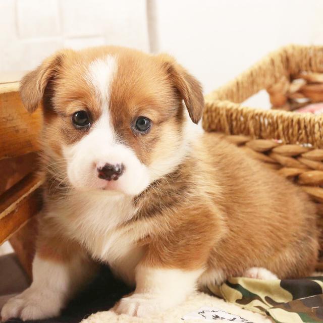 Kipp - Pembroke Welsh Corgi