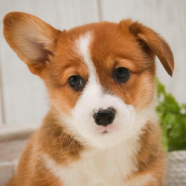 Kipp - Pembroke Welsh Corgi