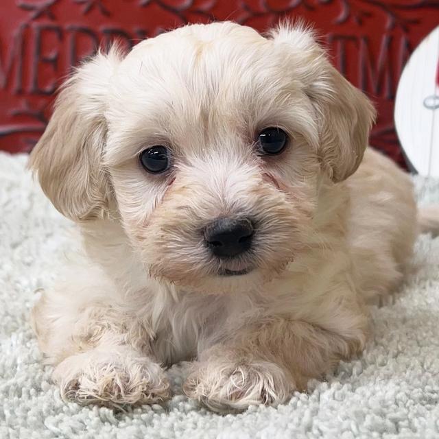 Hayden - Maltipoo