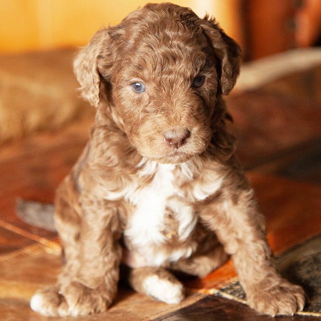 Nugget - Goldendoodle