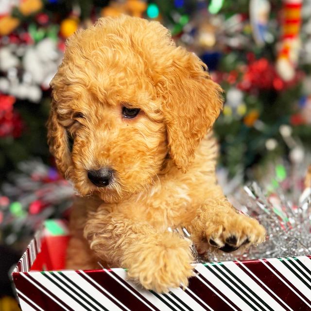 Clarabella - Goldendoodle