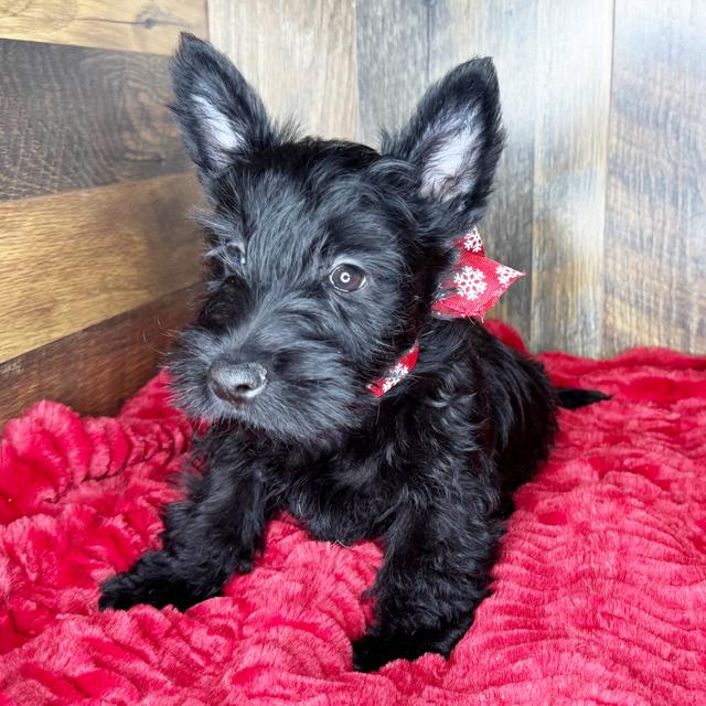 Fergus - Scottish Terrier