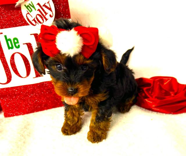 Holly Grace - Yorkiepoo