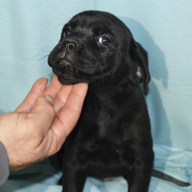 Tiki - Cane Corso