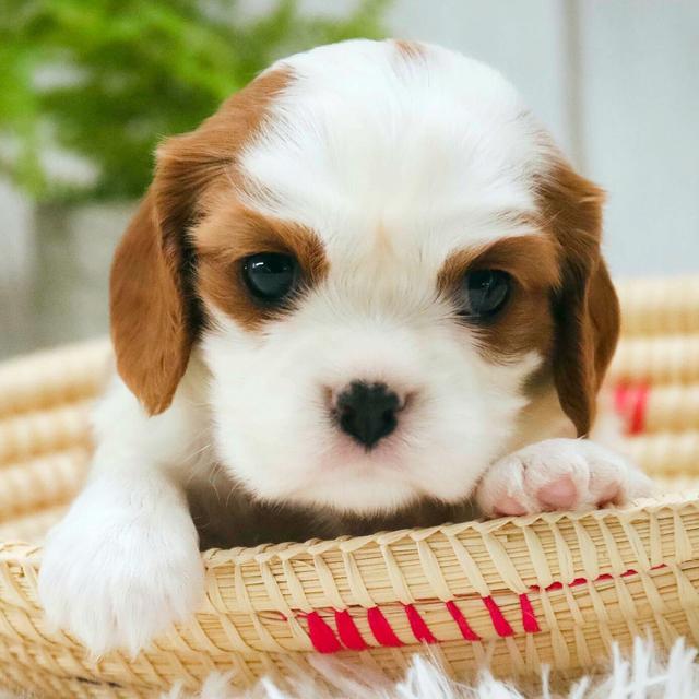 Vivi - Cavalier King Charles Spaniel