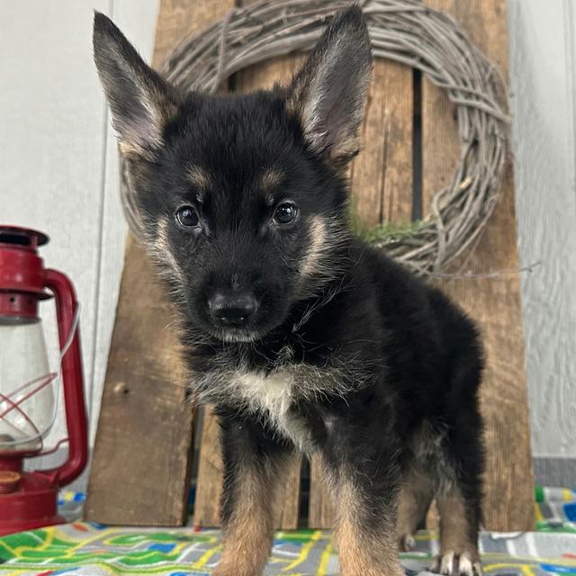 Perry - German Shepherd Dog